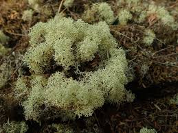 Attēlu rezultāti vaicājumam “Cladonia”