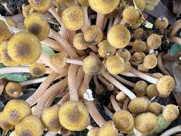 Attēlu rezultāti vaicājumam “Armillaria mellea”