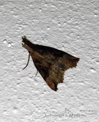 Attēlu rezultāti vaicājumam “Hypena rostralis”