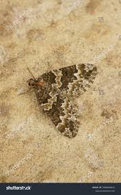 Attēlu rezultāti vaicājumam “Electrophaes corylata”