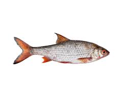 Image result for Rutilus caspicus