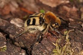 Attēlu rezultāti vaicājumam “Trichius fasciatus”