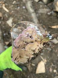 Attēlu rezultāti vaicājumam “Trichaptum abietinum”