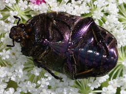 Attēlu rezultāti vaicājumam “Potosia cuprea imago”