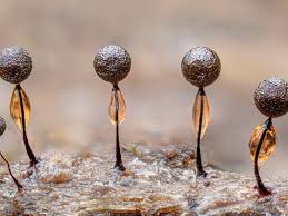 Attēlu rezultāti vaicājumam “Collaria arcyrionema macro”