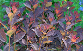 Attēlu rezultāti vaicājumam “Cotinus coggygria leaf”