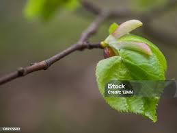 Attēlu rezultāti vaicājumam “Tilia cordata bud”