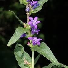 Attēlu rezultāti vaicājumam “Campanula glomerata”