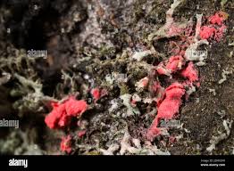 Attēlu rezultāti vaicājumam “Illosporiopsis christiansenii”