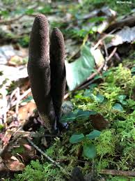 Attēlu rezultāti vaicājumam “Xylaria polymorpha”