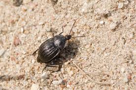 Attēlu rezultāti vaicājumam “Phosphuga atrata”