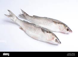 Image result for Liza ramada