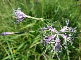 Image result for Dianthus superbus