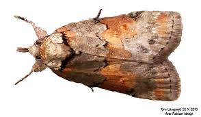 Attēlu rezultāti vaicājumam “Nycteola sp.”