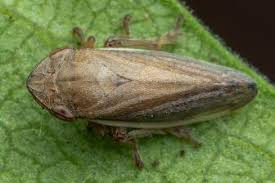 Attēlu rezultāti vaicājumam “Neophilaenus lineatus”