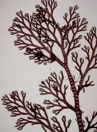 Attēlu rezultāti vaicājumam “Ceramium sp.”