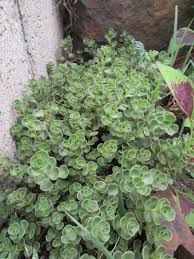 Attēlu rezultāti vaicājumam “Phedimus spurius leaf”