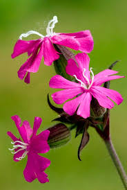 Image result for Silene dioica