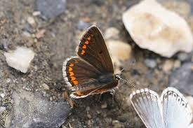 Attēlu rezultāti vaicājumam “Aricia artaxerxes  female”