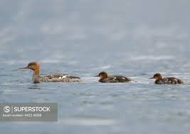 Attēlu rezultāti vaicājumam “Mergus serrator female”