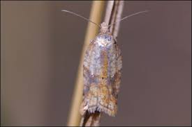 Attēlu rezultāti vaicājumam “Acleris aspersana”