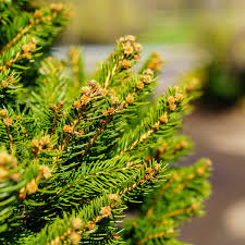 Attēlu rezultāti vaicājumam “Picea abies leaf”