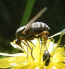 Attēlu rezultāti vaicājumam “Empis sp.”