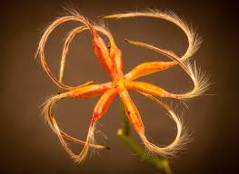 Attēlu rezultāti vaicājumam “Clematis fruit”