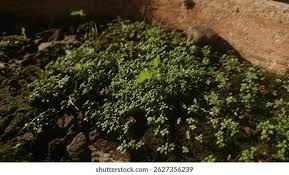 Attēlu rezultāti vaicājumam “Callitriche cophocarpa leaf”