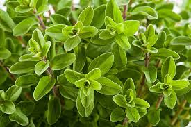 Image result for Origanum majorana