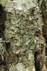 Attēlu rezultāti vaicājumam “Pleurosticta acetabulum”