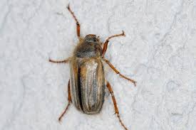 Attēlu rezultāti vaicājumam “Amphimallon solstitiale imago”