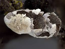 Attēlu rezultāti vaicājumam “Diderma chondrioderma”