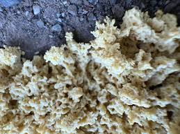 Attēlu rezultāti vaicājumam “Didymium spongiosum var. dictyospora”