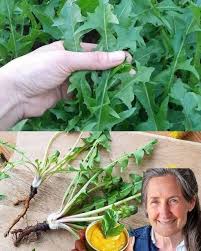 Attēlu rezultāti vaicājumam “Taraxacum officinale aggr. fruit”
