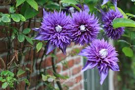 Image result for clematis multi blue