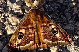 Attēlu rezultāti vaicājumam “Saturnia pavonia”