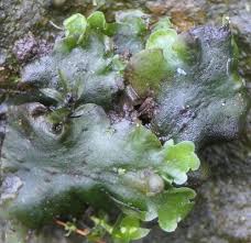 Attēlu rezultāti vaicājumam “Fossombronia wondraczekii sporophyte”