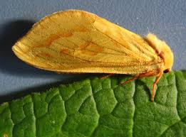 Attēlu rezultāti vaicājumam “Hepialus humuli male”