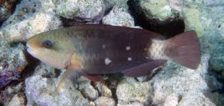 Image result for Chlorurus sordidus