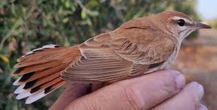 Image result for Cercotrichas galactotes