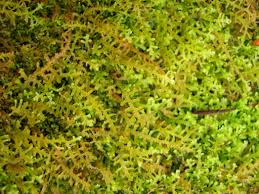 Attēlu rezultāti vaicājumam “Lepidozia reptans”