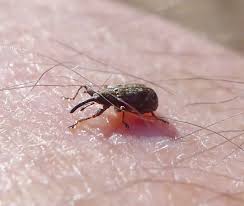 Attēlu rezultāti vaicājumam “Anthonomus pomorum”