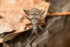 Attēlu rezultāti vaicājumam “Rhagium inquisitor”