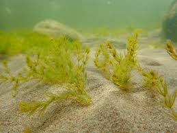 Attēlu rezultāti vaicājumam “Chara aspera”