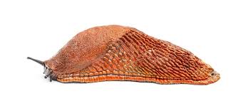 Attēlu rezultāti vaicājumam “Arion rufus”