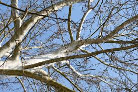 Attēlu rezultāti vaicājumam “Platanus x hispanica (syn. Platanus x acerifolia)”