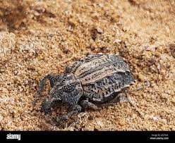 Image result for Brachycerus undatus