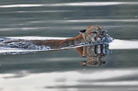 Image result for Craigmount Cougars