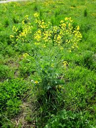 Attēlu rezultāti vaicājumam “Brassica napus”